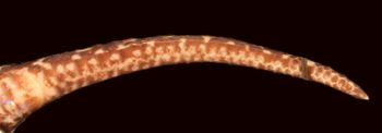 Media type: image;   Herpetology R-173871